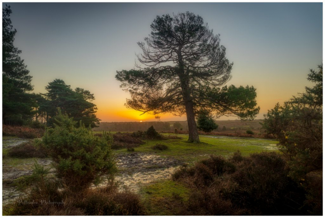 Sunrise New Forest