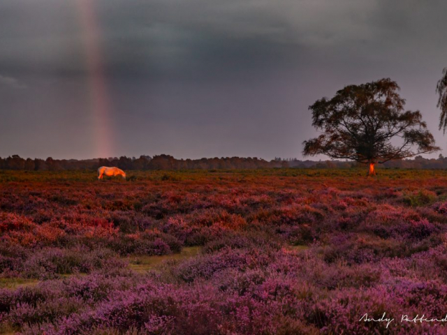 New Forest